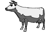 a cow
