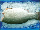 Fresh fish should be stored on ice until it is cooked