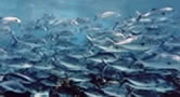 mackerel , an oily fish